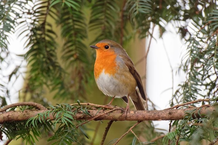 Close up , side profile, of a Robin perched in a fir tree looking to the left.
