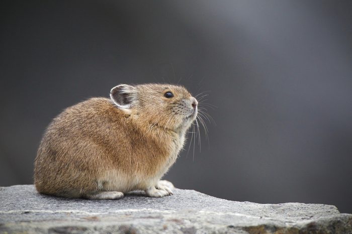 American Pika in Yellowstone National Park - Pikas are an indicator species for climate change