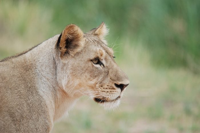 young lioness closer