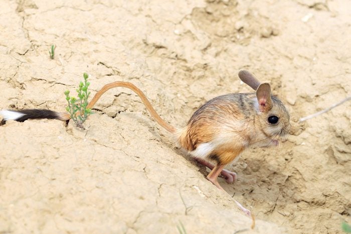 jerboa (Allactaga major) with a long tail and ears - a cute little animal is on the long hind legs