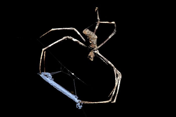 Spider, Ogre faced or Net-casting, Deinopis Ravidus, body length 25mm