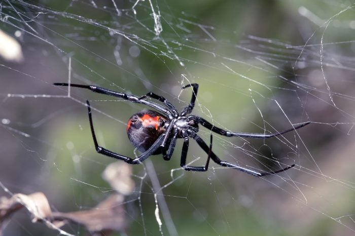 The Most Elaborate Spider Webs Ever Found in Nature