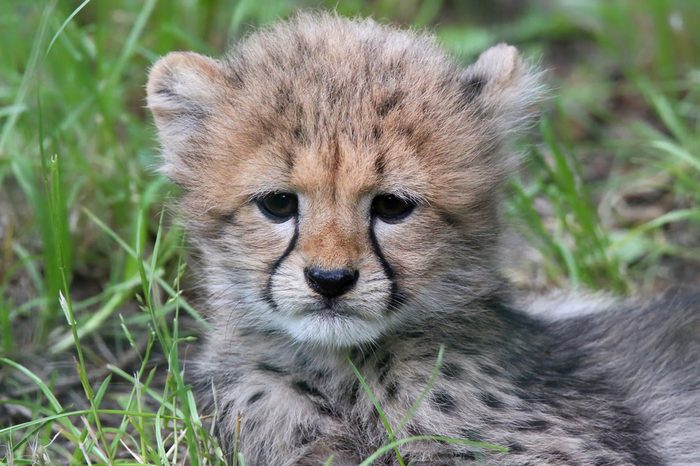 Close-up view of a Cheetah cub 04