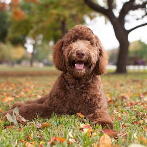 Pet Labradoodle Laying in Autumn Leaves