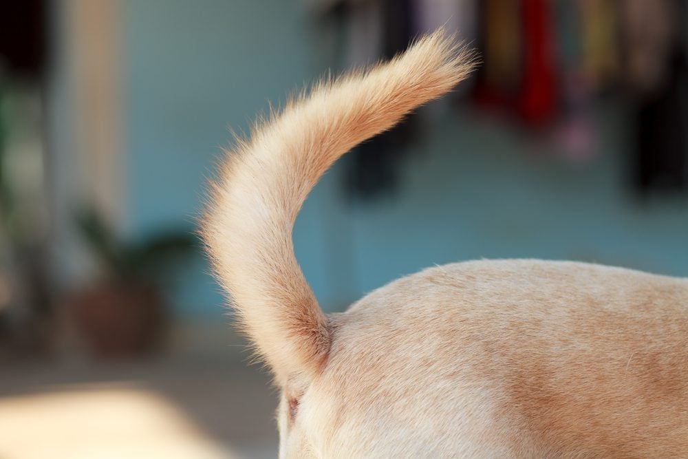 Secrets Your Dog's Tail Is Trying to Tell You | Reader's Digest