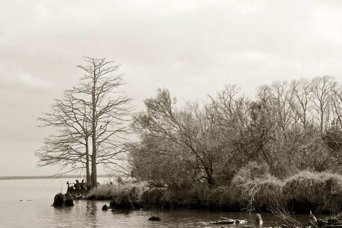 a large cypress tree stands at the edge of the Manchac Swamp, just north of New Orleans, Louisiana - sepia tone