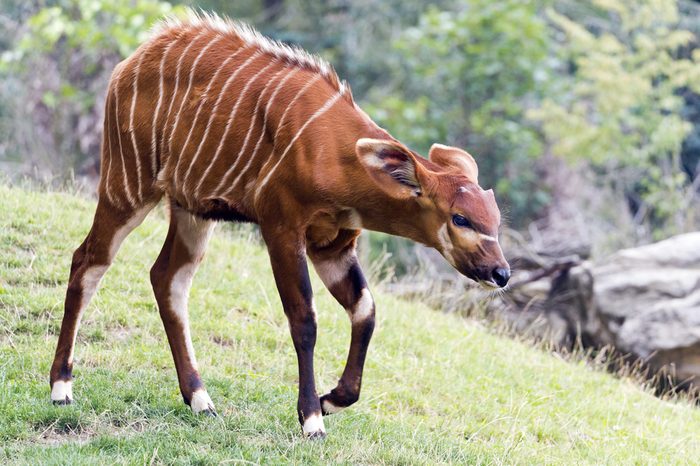 A shot of an young bongo (antelope)