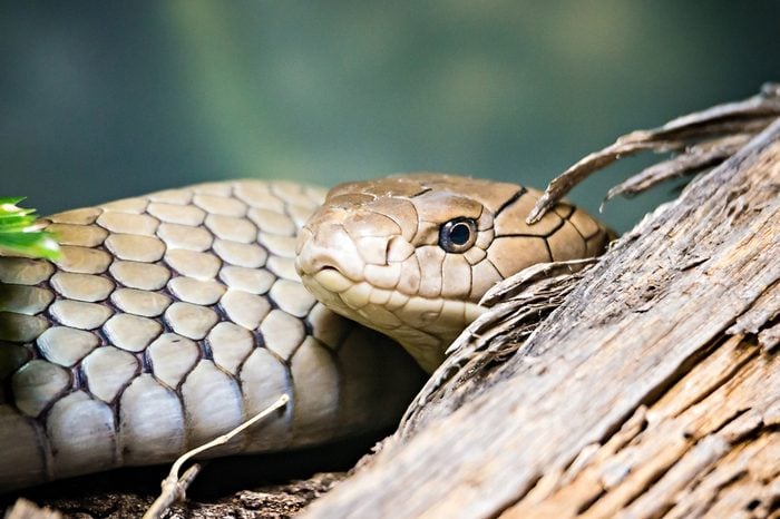 florida pine snake nonvenomous reptile closeup