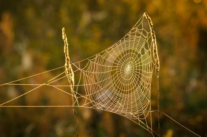 triangle cob web in autumn