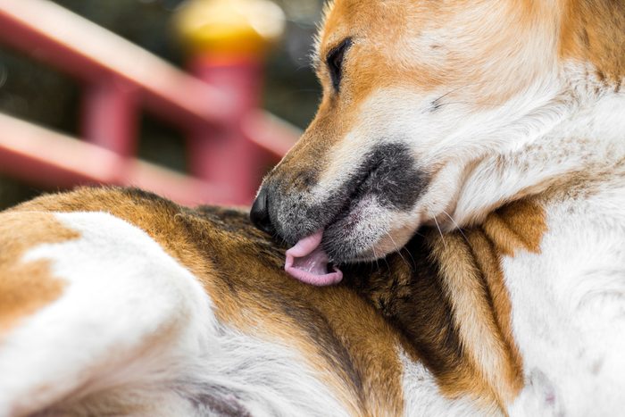 Closeup of a dog licking itself