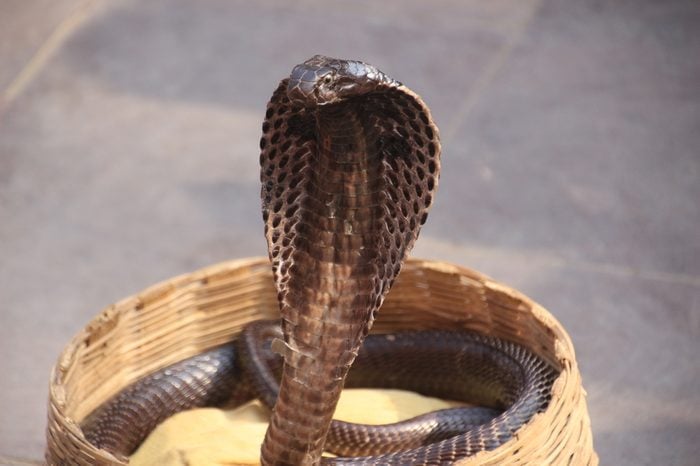 Indian Cobra, snake charmer in the street.