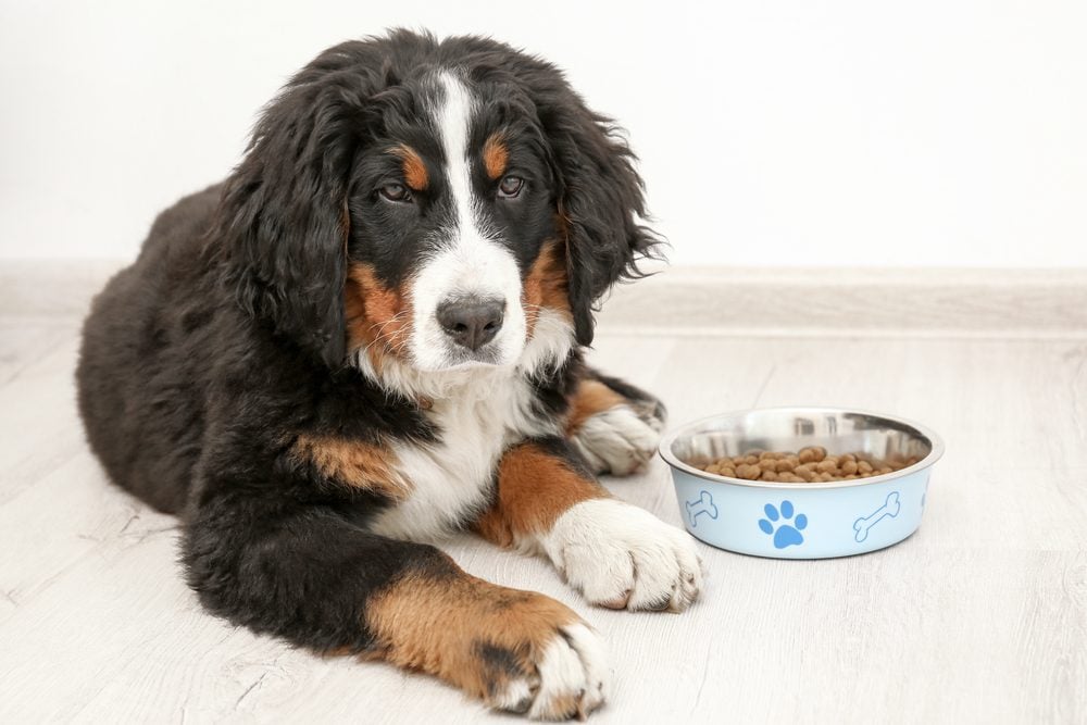 Cute funny dog lying on floor near bowl with food at home