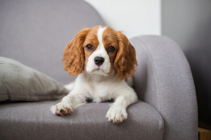 portrait of a cute puppy cavalier king charles spaniel on couch
