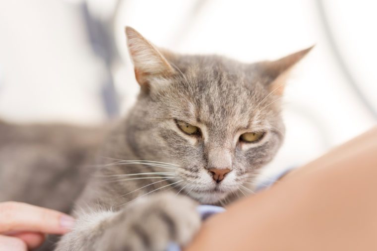 15 Signs You Cat  Is Secretly Mad  at You Reader s Digest
