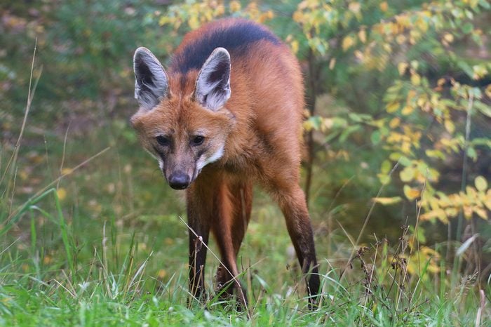 A male maned wolf standing in the forest