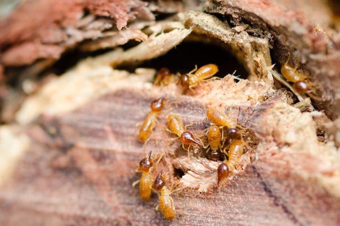 Termite attack - close up of termites 
