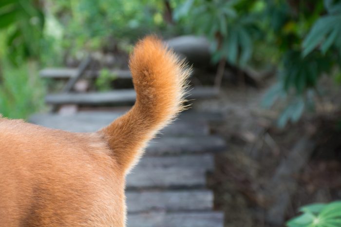 Dog tail,Dog's rear,dog,cute tail,dog fur texture