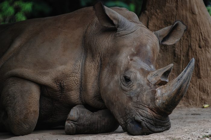 Sumatran Rhino as Rhinoceros sumatrensis from Indonesia 