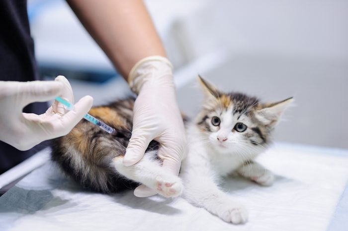 Female veterinary doctor giving injection for cute kitten. Focus on syringe