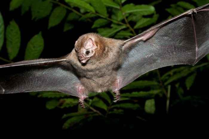 The Real Vampire Bat