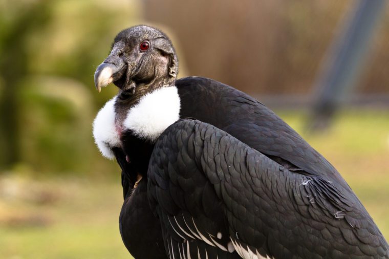White-rumped vulture portrait