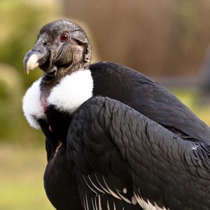 White-rumped vulture portrait