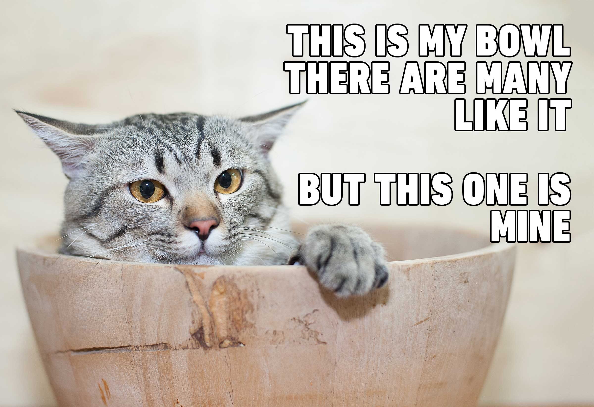 Cat Memes You'll Laugh at Every Time | Reader's Digest