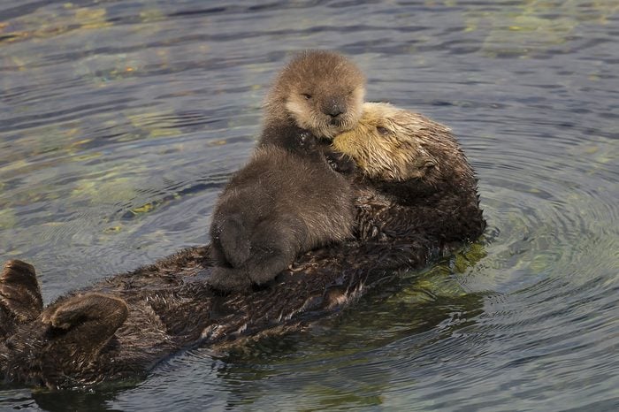 A sea otter mother grooms her newborn pup in Monterey Bay, California. 
