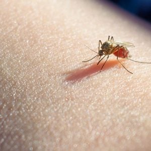 Mosquito sucked blood on human skin. Season of mosquitoes