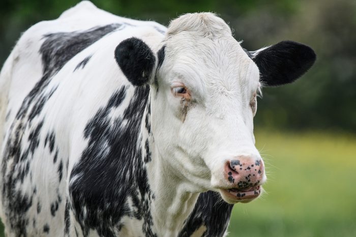 A close up of a black and white dairy cow
