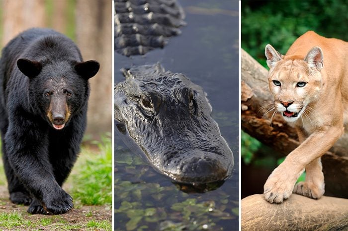 Bear, Alligator, Mountain Lion