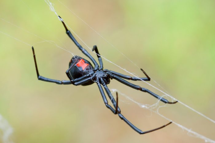 Black Widow Spider crawling on web