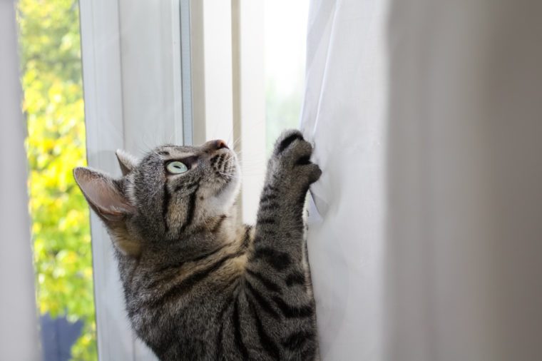 Cat climbing the curtains at home