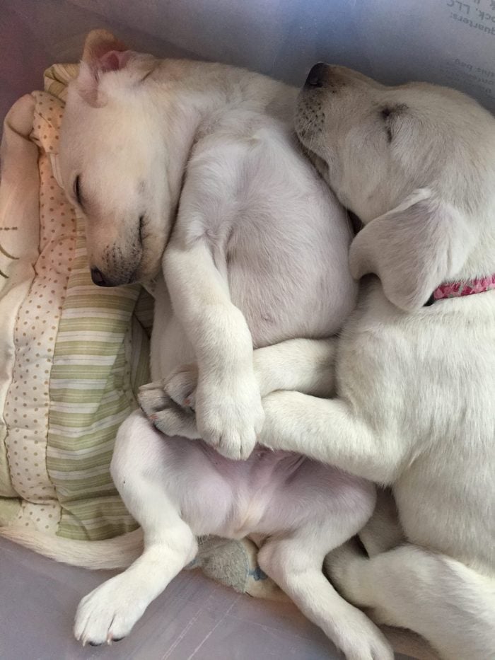 Two white dogs snuggling on a pillow