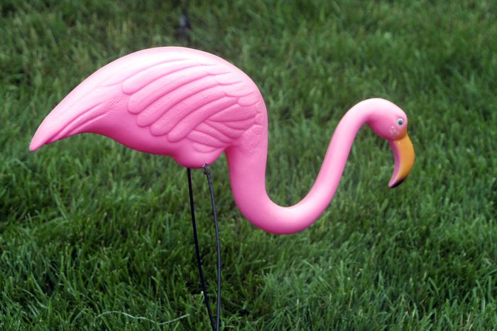 Plastic Flamingo on lawn