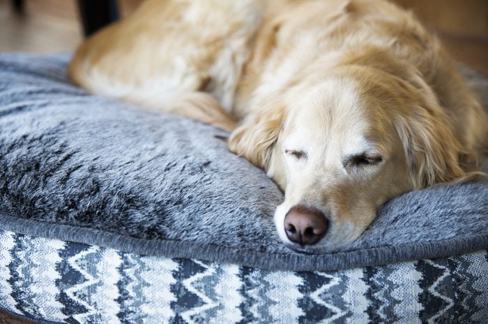 Male Golden Retriever sleeping on his dog bed