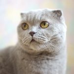 Scottish Fold. Portrait of a gray adult cat. Selective focus