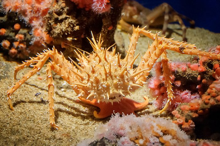 Spiny king crab on sand