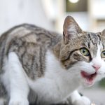 Tabby and white short hair cat with mouth open and lick its lips