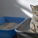 Tabby cat in a litter box