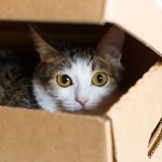 The cat hides in the box, white background, close-up