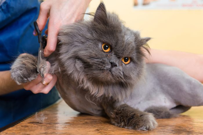 Cat grooming in pet beauty salon. The wizard uses the scissors for trimming paws.