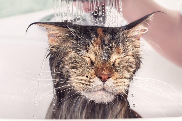 Cat bath. Wet kitten. Cat washed in the shower