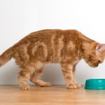 Cute cat eating food in a green bowl on wood table and white background.