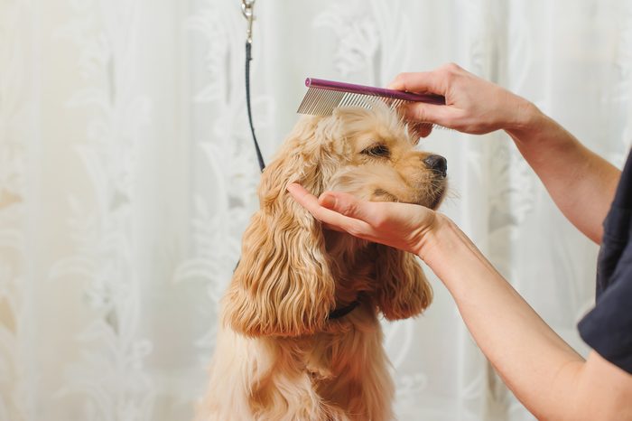 Secrets Your Pet's Groomer Wishes You Knew | Reader's Digest