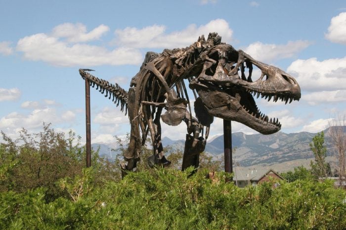 Tyrannosaurus Rex mounted skeleton, Museum of the Rockies, Bozeman, Montana, USA April 20th 2010
