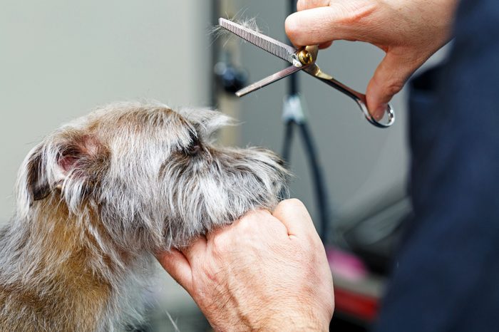 Cute small terrier mixed breed dog getting a haircut by a professional groomer at a pet salon