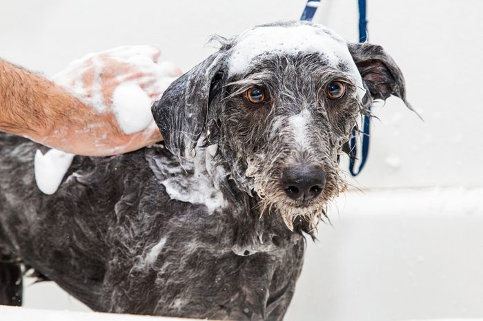 Groomer giving a dog a bath at a pet salon