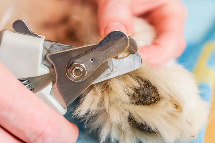 Close up of female handler cutting Samoyed dogs nails using a sharp dog nail clipper.