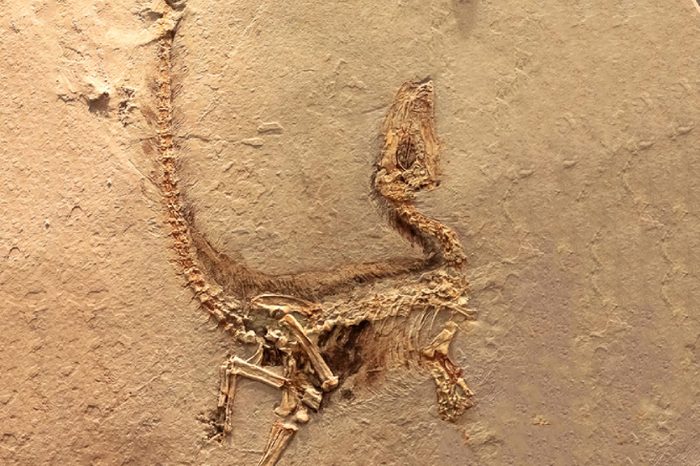Fukui, Japan - February 22 2016, fossil of Sinosauropteryx the first dinosaur fossil ever found that showed evidence of having feathers, that is transitional between dinosaurs and modern birds